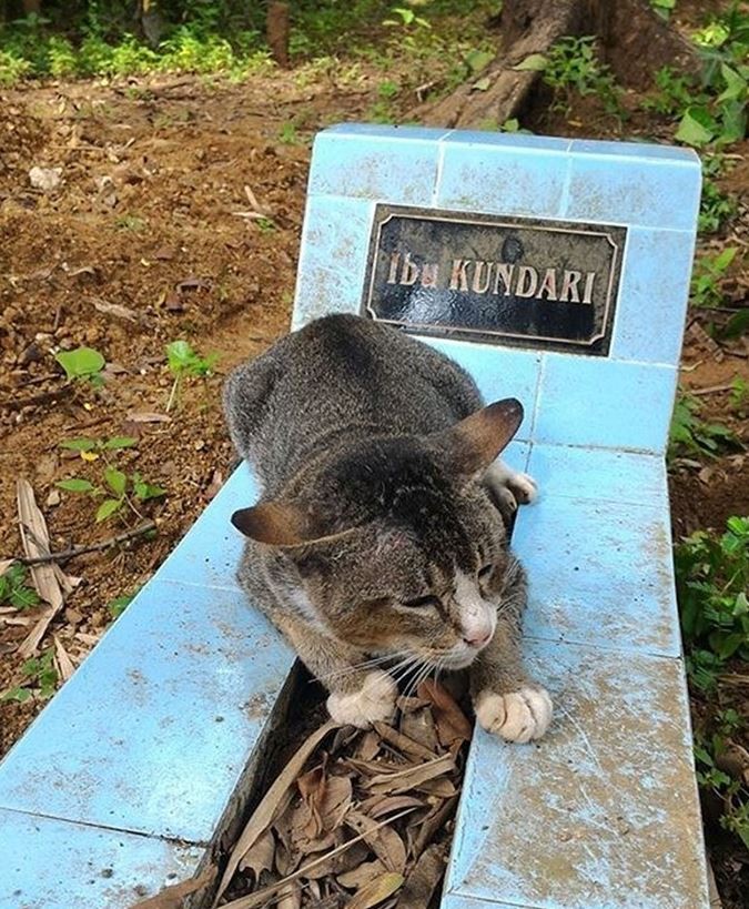 Γάτα δεν εγκαταλείπει τον τάφο της κηδεμόνας της για 1 χρόνο!