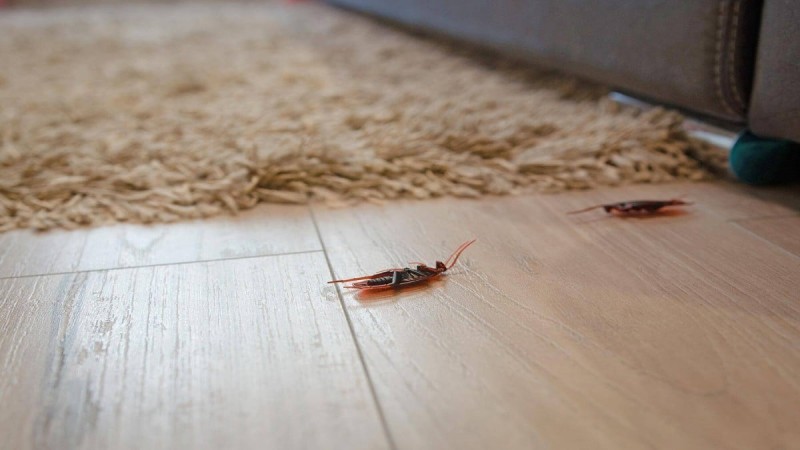 Δώστε ένα τέλος στις κατσαρίδες: Απλώστε αυτό έξω από πόρτες και παράθυρα και θα τις διώξετε από το σπίτι σας
