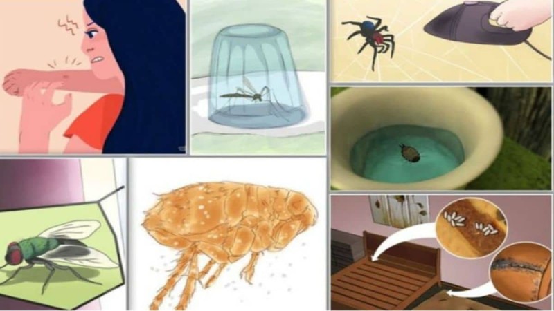Εξαφανίστε άμεσα κουνούπια, μύγες και κατσαρίδες από το σπίτι σας με αυτό το φυσικό εντομοαπωθητικό (Video)
