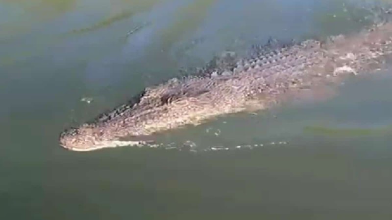 Ο απόλυτος τρόμος: Κροκόδειλος πήδηξε στη βάρκα ενός ζευγαριού που ψάρευε (Video)