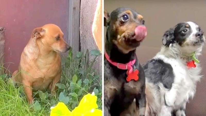 Αληθινή αγάπη: Αυτά τα σκυλιά θρηνούν για πάνω από έναν χρόνο