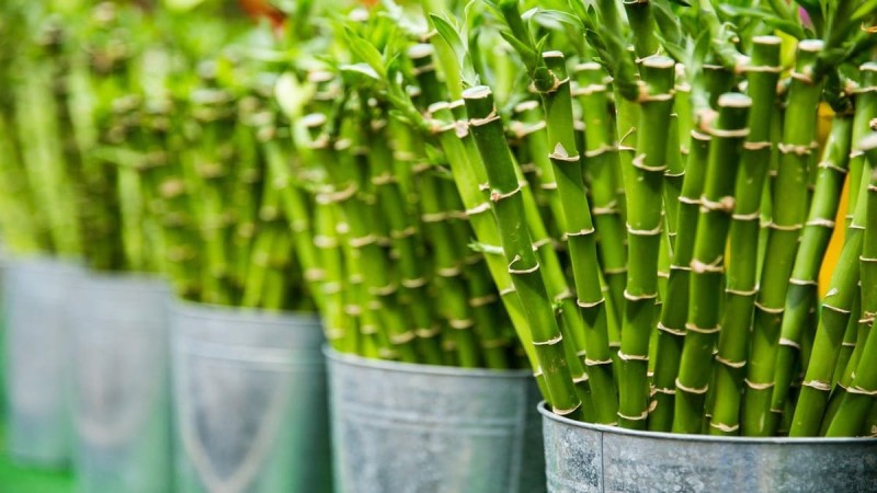 Αγοράστε τα αμέσως: Τα φυτά που πρέπει να έχετε σπίτι σας αν θέλετε να έχετε θετική ενέργεια και καθαρή ατμόσφαιρα