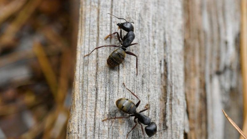 4 σπιτικά κόλπα για να κρατήσετε τα μυρμήγκια μακριά από το σπίτι