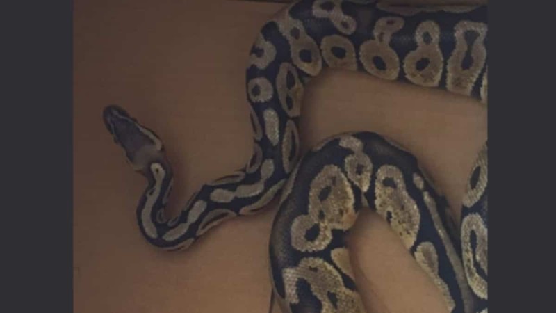 Νέο απίστευτα τρομακτικό περιστατικό με φίδι: Πύθωνας έκοβε βόλτες σε σαλόνι στην Αγία Παρασκευή!