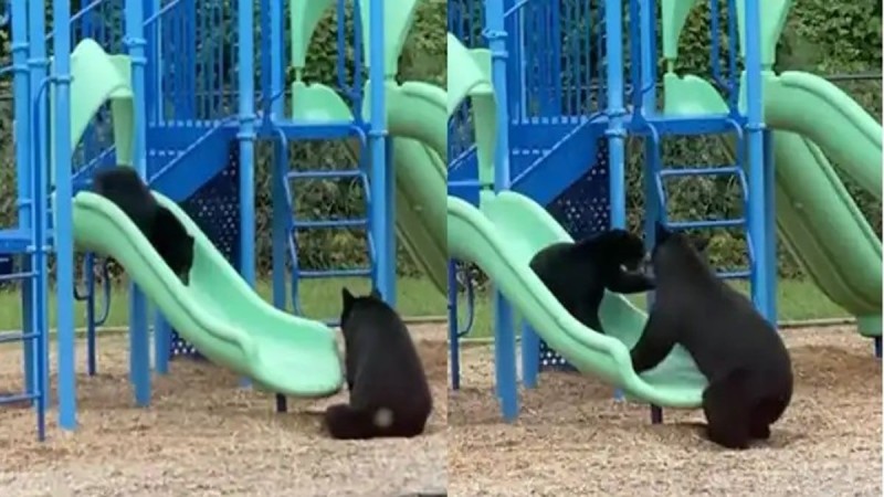 Αληθινή οικογένεια: Αρκούδα πήγε το μωρό της στην παιδική χαρά και εκείνο ξετρελάθηκε - Δείτε το βίντεο