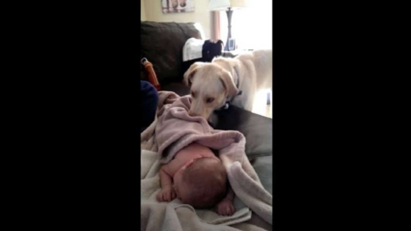 Κάμερα καταγράφει κρυφά τι κάνει ο σκύλος ενώ το μωρό κοιμάται - Δείτε στο 0:04 και θα πάθετε σοκ