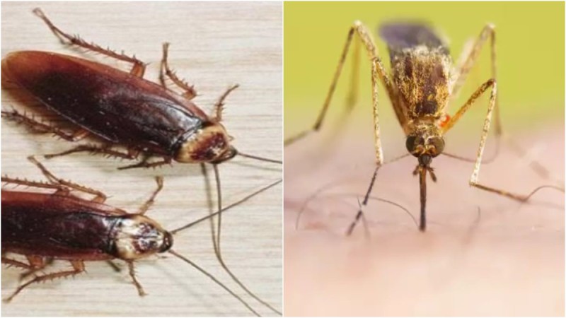 Φυσικό εντομοαπωθητικό: Το σπιτικό μείγμα που θα απαλλάξει το χώρο σας από κατσαρίδες και κουνούπια