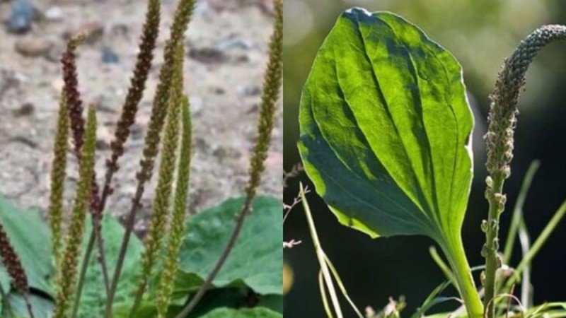 Το «φύλλο» της γιαγιάς: Αυτό είναι το φυτό που γιατρεύει πολλές ασθένειες και φυτρώνει σε κάθε κήπο 