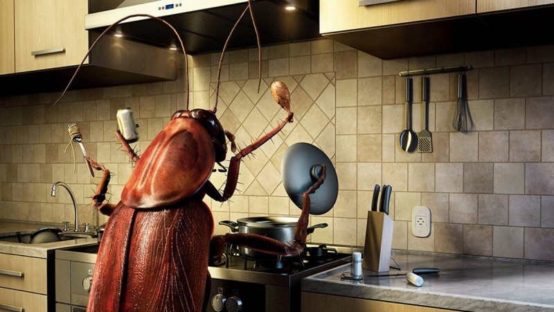 13 + 1 πράγματα που δεν θα θέλατε να ξέρατε για τις κατσαρίδες