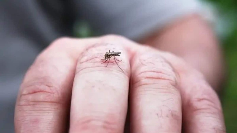 Άτακτα κουνούπια: O απίστευτος λόγος που βουίζουν στα αυτιά μας - Δεν το γνώριζε κανείς!