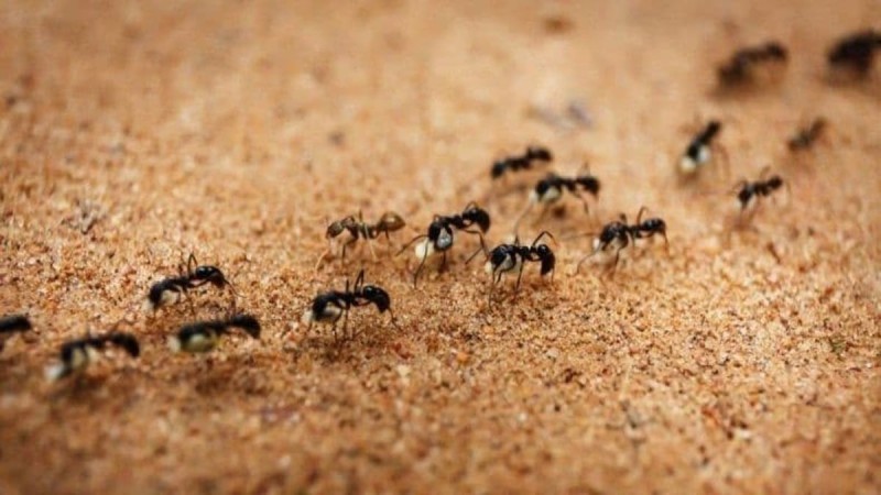Ο απόλυτος συνδυασμός με κανέλα, μαγειρική σόδα και ξύδι για να εξαφανίσετε τα μυρμήγκια από το σπίτι σας!