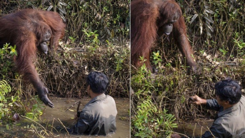 Υπέροχο πλάσμα: Ουρακοτάγκος δίνει το χέρι του για να βγάλει άνθρωπο από ποτάμι με φίδια