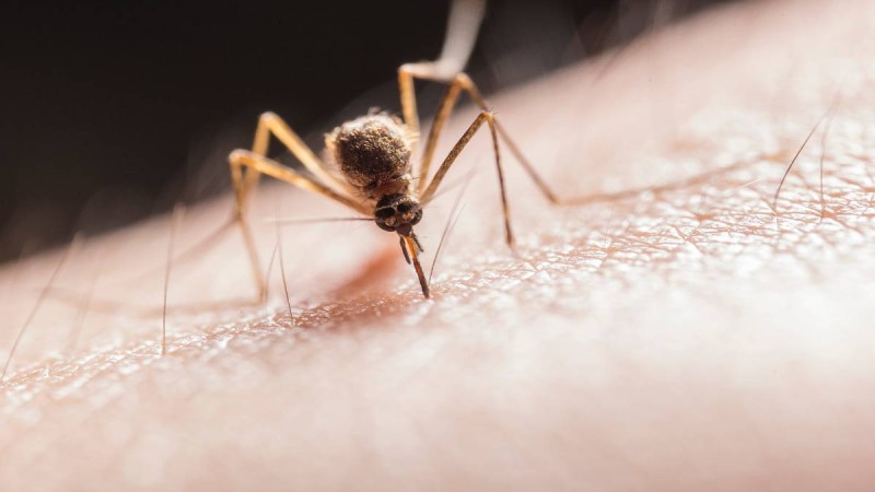 Κουνούπια τέλος! Ήρθε η φυσική λύση που θα δώσει τέλος στα ενοχλητικά έντομα