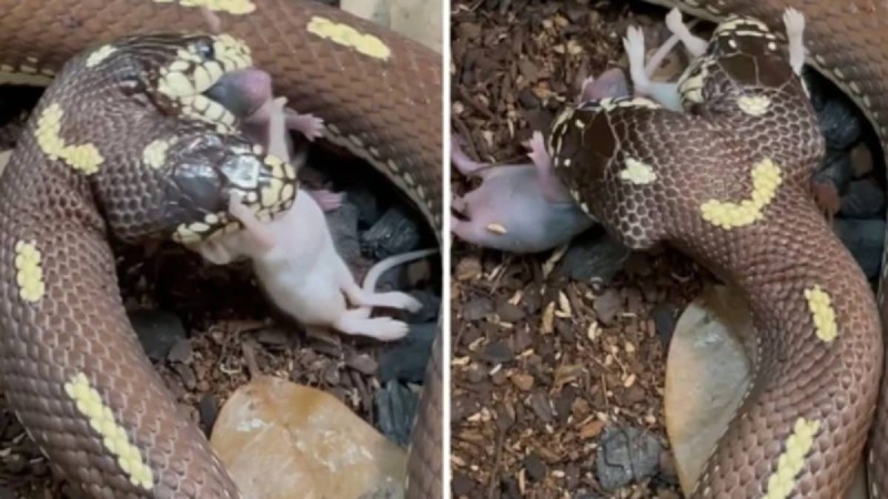 Δικέφαλο φίδι καταβροχθίζει ποντίκια: Το viral βίντεο που ανατριχιάζει!