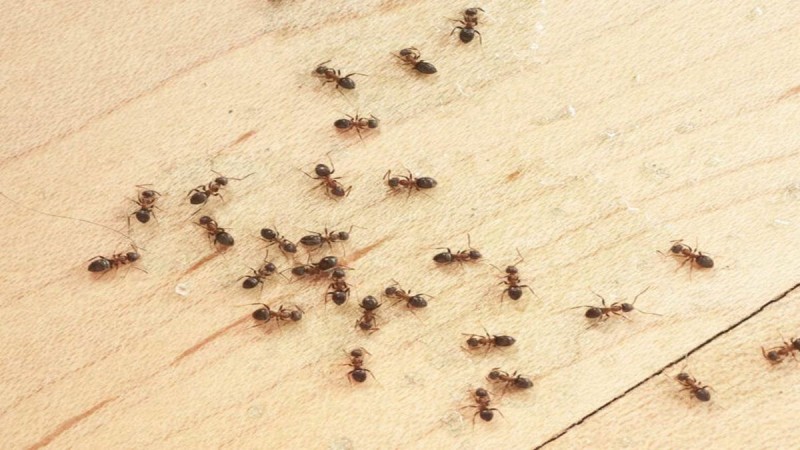 Μυρμήγκια: Λίγες σταγόνες από αυτό το φυσικό 