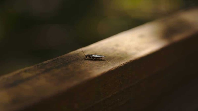 Οι «πύλες» του εφιάλτη στο σπίτι: Από πού μπαίνουν οι κατσαρίδες και έξυπνοι τρόποι για να τις αποτρέψετε