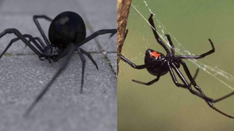 Στιγμές αγωνίας στις Σέρρες: Αράχνη «μαύρη χήρα» τσίμπησε αγρότη και τον έστειλε στο νοσοκομείο