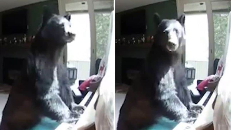 Κρυφή κάμερα κατέγραψε αρκούδα να μπαίνει σε σπίτι και να πλησιάζει το πιάνο! Τότε έπαθαν σοκ μ' αυτό που αντίκρισαν