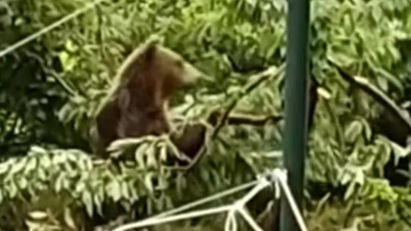 Καστοριά: Λαίμαργη αρκουδίτσα κρεμάστηκε σε κλαδί δέντρου για να φάει κεράσια (Video)