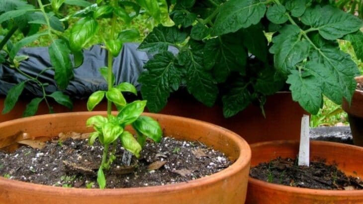 Λευκό ξύδι: Τα 9 οφέλη από την καθημερινή του χρήση στον κήπο και στα φυτά σας!