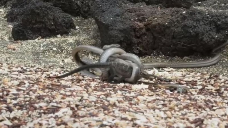 Το μεγαλείο της φύσης: Επική μάχη ιγκουάνα με φίδια! Ποιος κερδίζει; (video)