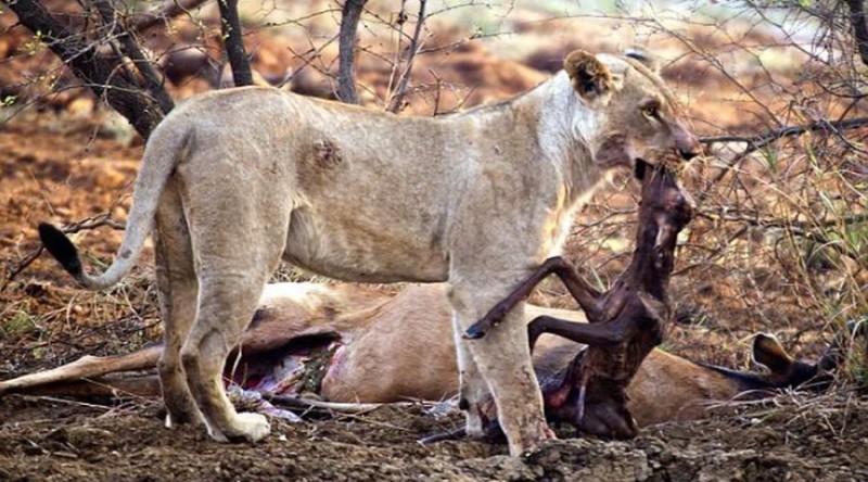 Λιοντάρι τρώει ελάφι που είναι έγκυος - Αυτό που ακολουθεί δεν μπορεί να το φανταστεί κανείς