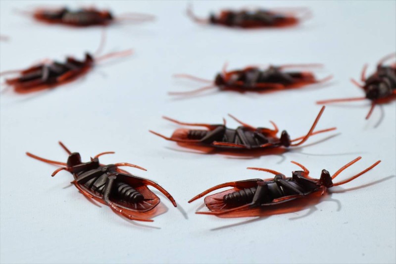 Από που μπαίνουν οι κατσαρίδες στο σπίτι – Οι έξυπνοι τρόποι για να μην τις ξαναδείτε μπροστά σας!