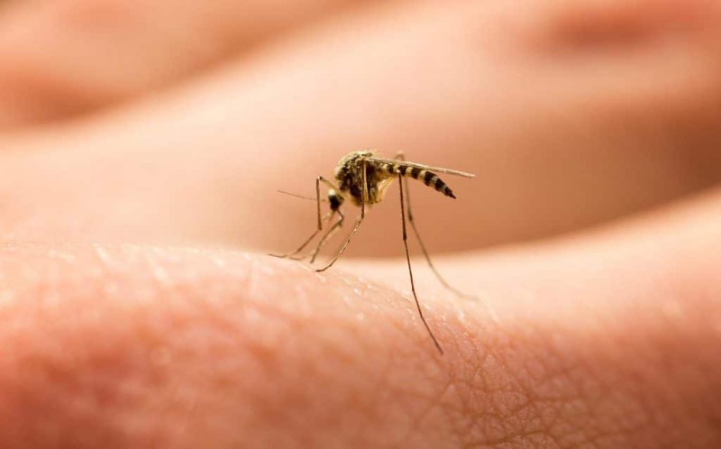 Αυτές τις ώρες «χτυπάνε» τα κουνούπια ανα περιοχή: 10 τρόποι για να προφυλαχτείς!