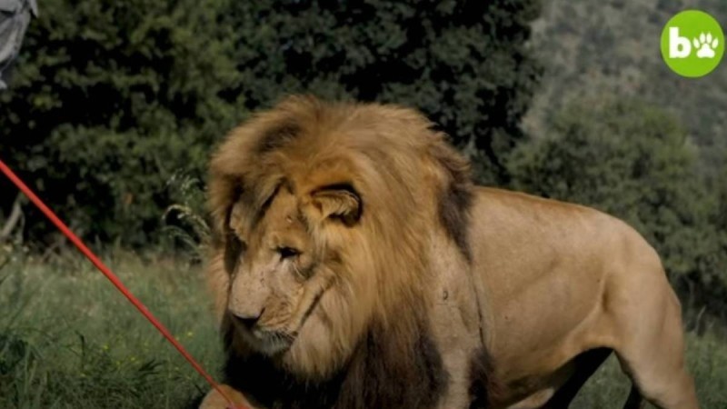 23χρονος σημαδεύει με κοντάρι ένα λιοντάρι: Το βίντεο με τις 9.000.000 προβολές στο διαδίκτυο!