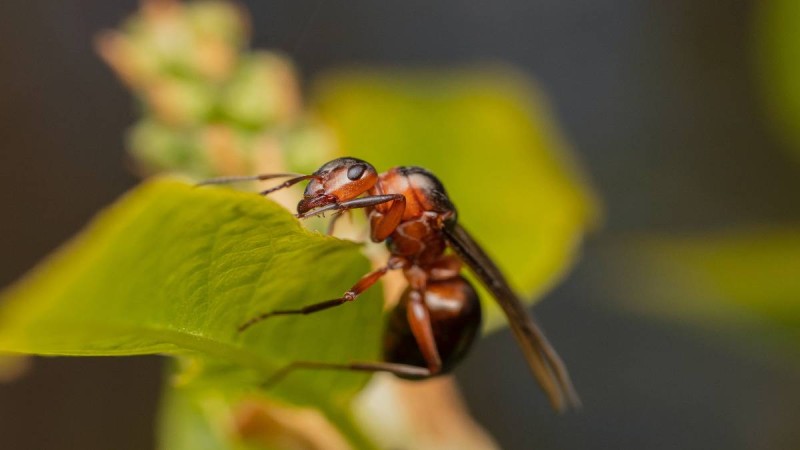 4 tips για να κρατήσετε τα μυρμήγκια μακριά από το σπίτι