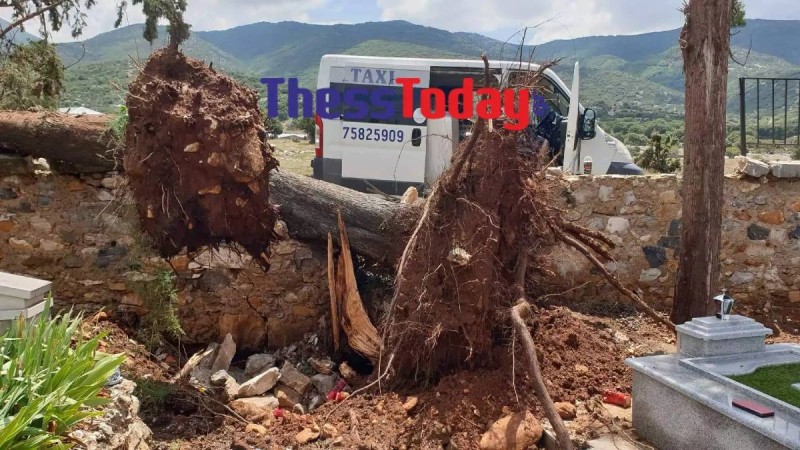 Σέρρες: Ξεριζώθηκαν ολόκληρα δέντρα στην κακοκαιρία εξπρές – Οι φωτογραφίες προκαλούν απελπισία