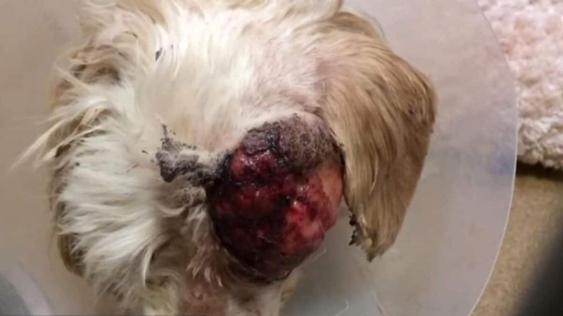 Όταν την βρήκαν ο κτηνίατρος σοκαρίστηκε τόσο που ήθελε να της κάνει ευθανασία - Λίγο αργότερα όμως έγινε το αδιανόητο! (Video)