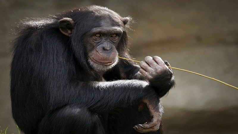 Παρέμβαση του υπουργείου Περιβάλλοντος για τη θανάτωση χιμπατζή στο Αττικό Ζωολογικό Πάρκο