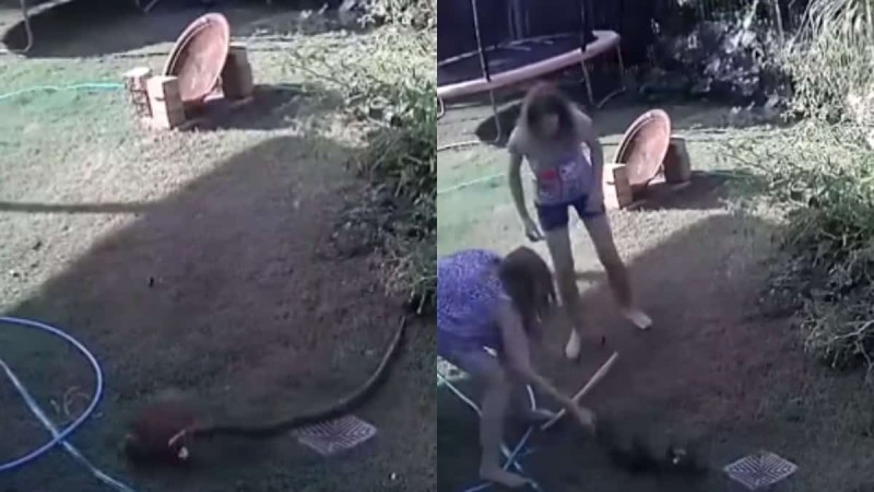 Γυναίκα παλεύει με φίδι για να σώσει το σκυλάκι της όταν ξαφνικά... (video)
