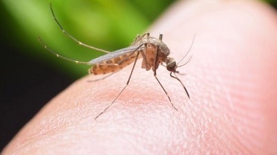  Τέλος το 'φιδάκι' για τα κουνούπια - Αυτό είναι το φυσικό κόλπο για να απαλλαγείτε οριστικά