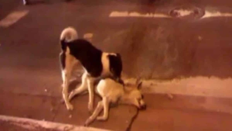 Ραγίζει καρδίες αυτός ο σκύλος που προσπαθεί να βοηθήσει τον νεκρό φίλο του!