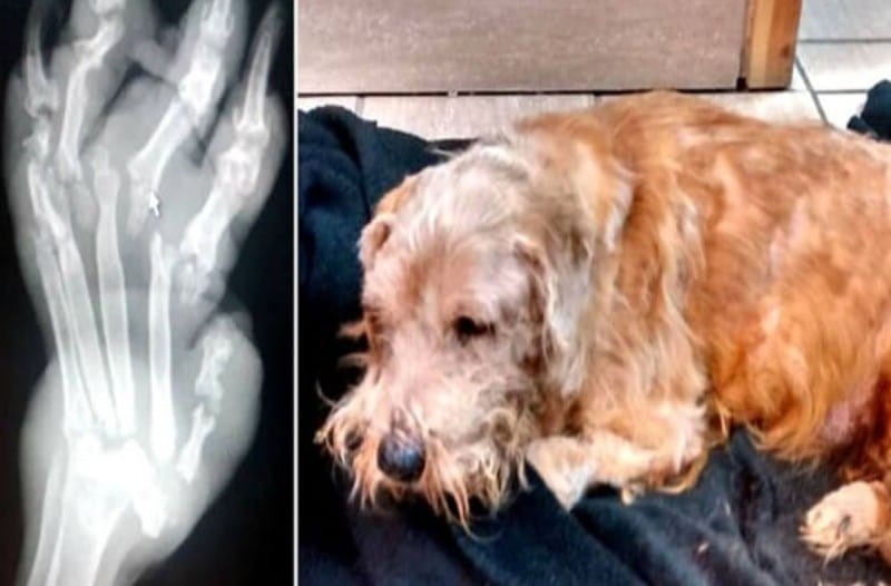 Βρήκαν αυτό τον εγκαταλελειμμένο σκύλο με πολλά τραύματα σε ένα νεκροταφείο - Το σοκαριστικό όμως είναι...