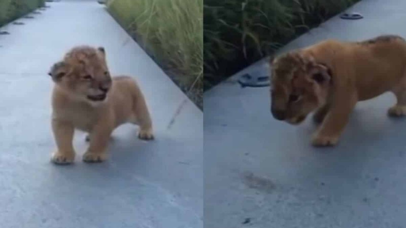 Λιοντάρι πάει να πουλήσει αγριάδα αλλά τελικά γίνεται viral γιατί... (video)
