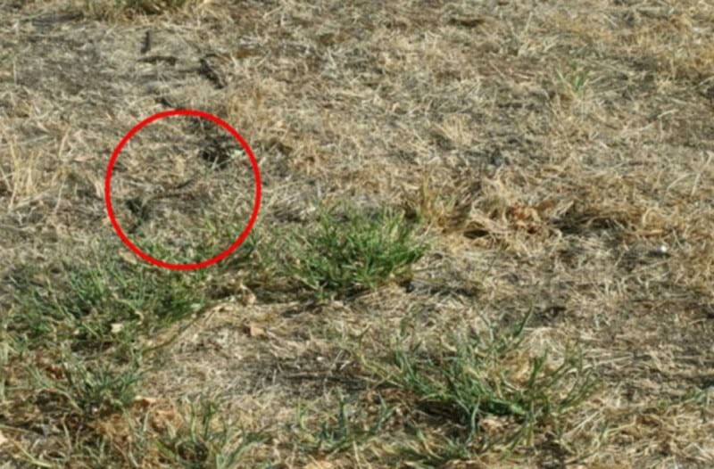 Μπορείτε να εντοπίσετε το καμουφλαρισμένο φίδι σε λιγότερο από 12 δευτερόλεπτα; (photo)
