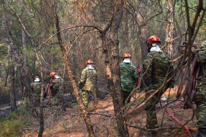 Φωτιά στον Έβρο: Σπεύδουν επιστήμονες για τα σπάνια είδη που απειλούνται στο δάσος της Δαδιάς