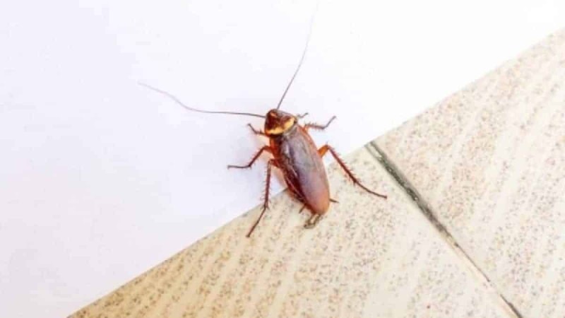 Τα 8 πράγματα που «βάζουν» τις κατσαρίδες στο σπίτι σας: Όσα πρέπει να αποφύγετε για να μην τις ξαναδείτε μπροστά σας!