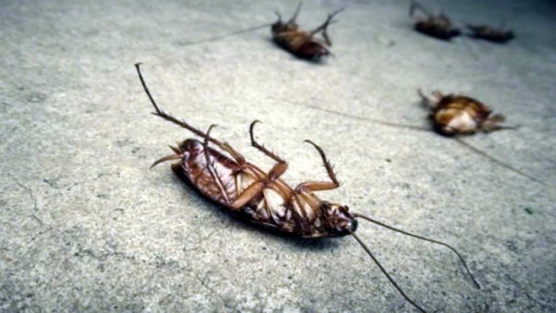 Το «ύστατο χαίρε» στα ενοχλητικά έντομα: Η φυσική μυρωδιά που δεν αντέχουν με τίποτα κατσαρίδες και μυρμήγκια