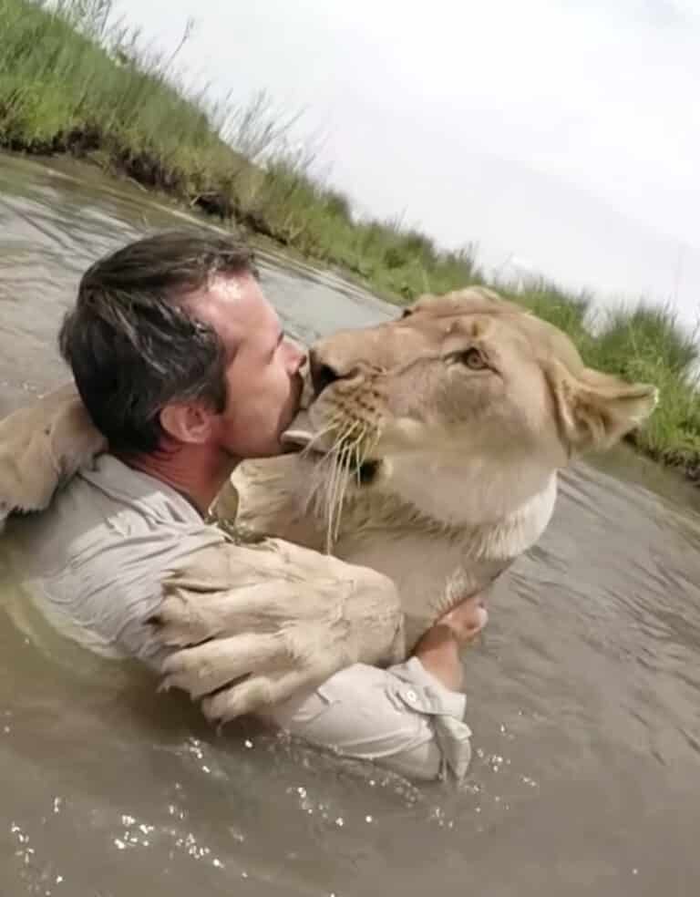 Λιοντάρι χιμάει σε άνδρα που βλέπει μπροστά του - Η συνέχεια θα σας ανατριχιάσει(video)