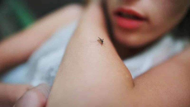 «Καπούτ» τα κουνούπια: Το θαυματουργά φυτά που θα σας σώσουν από τους καλοκαιρινούς επισκέπτες