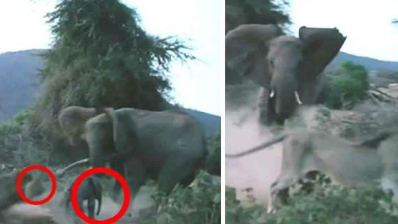 Λιοντάρι ορμάει σε ένα μωρό ελέφαντα - Η αντίδραση της μητέρας του θα σας κάνει να ανατριχιάσετε… (Video)