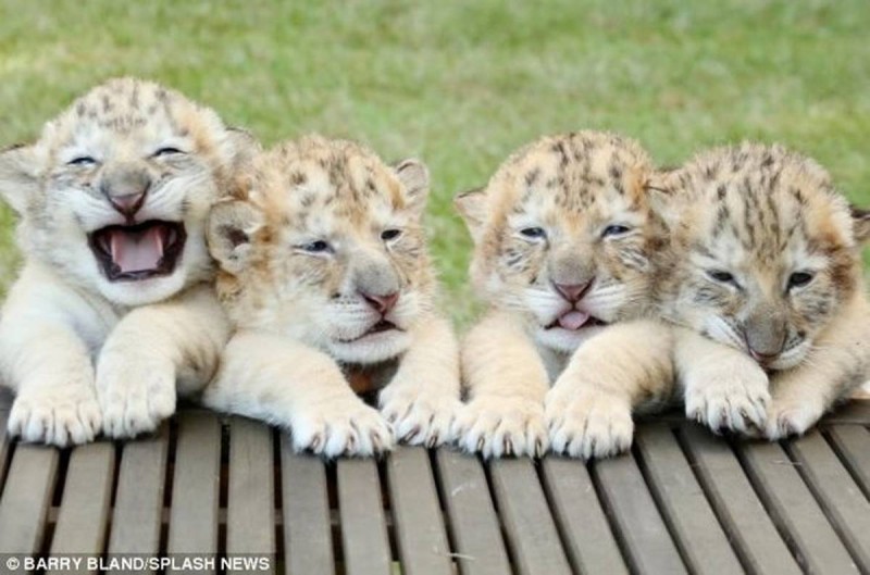 Ραγίζει καρδιές: Ένα άσπρο λιοντάρι και μια άσπρη τίγρης έκαναν μωρά. Το αποτέλεσμα; Εκπληκτικό! (Photos)