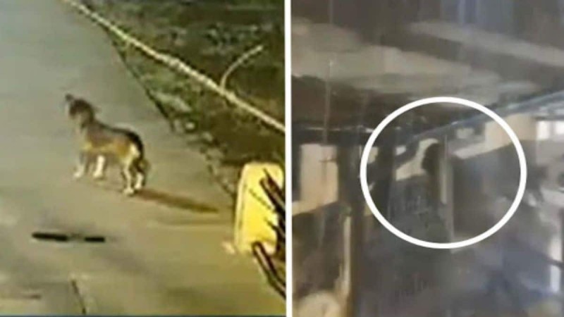 Αδέσποτος σκύλος ειδοποίησε την αστυνομία - Μόλις δείτε το βίντεο από την κάμερα θα μείνετε