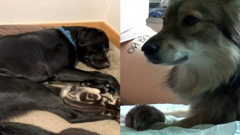 Ραγίζει καρδιές: Αυτός είναι ο σκύλος που βρήκε ένα ορφανό γατάκι και το υιοθέτησε