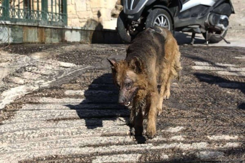Φωτιά στη Πεντέλη: 'Γροθιά' στο στομάχι οι εικόνες του εξουθενωμένου σκύλου με καμμένο το πρόσωπο (φωτο)