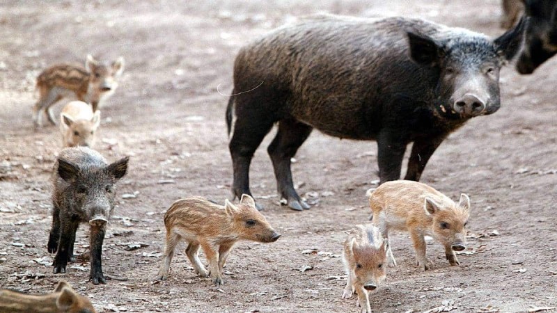 Χαϊδάρι: Αγριογούρουνα στη Λεωφόρο Αθηνών απειλούν με ατυχήματα τους οδηγούς (video)